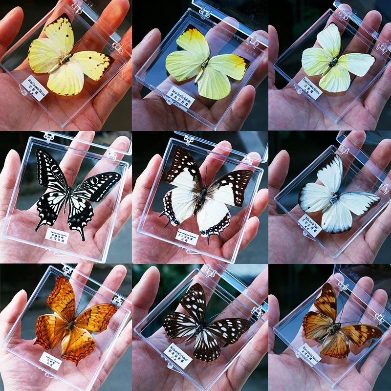 Real Butterfly Specimen Insect Spreading Wings Creative Decoration Teaching Observation Student Birthday Gift Transparent Box