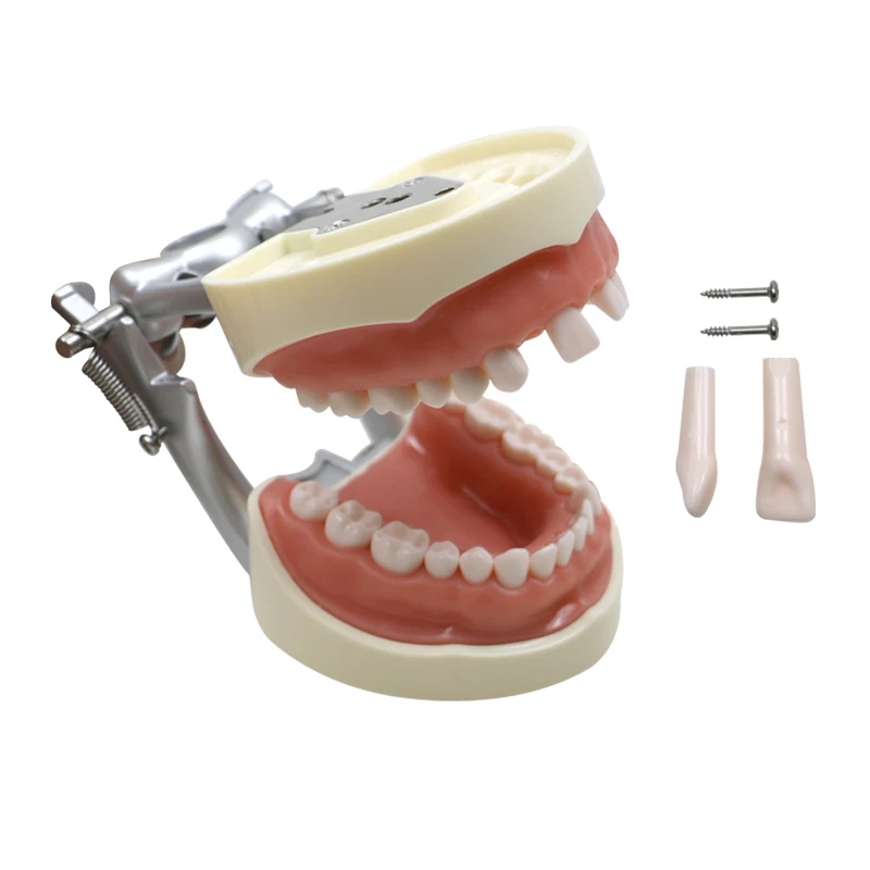 GREATLH Resin Dental Model Training Typodont Teeth Model with Removable Tooth Teeth Teaching Model Dental Instrument