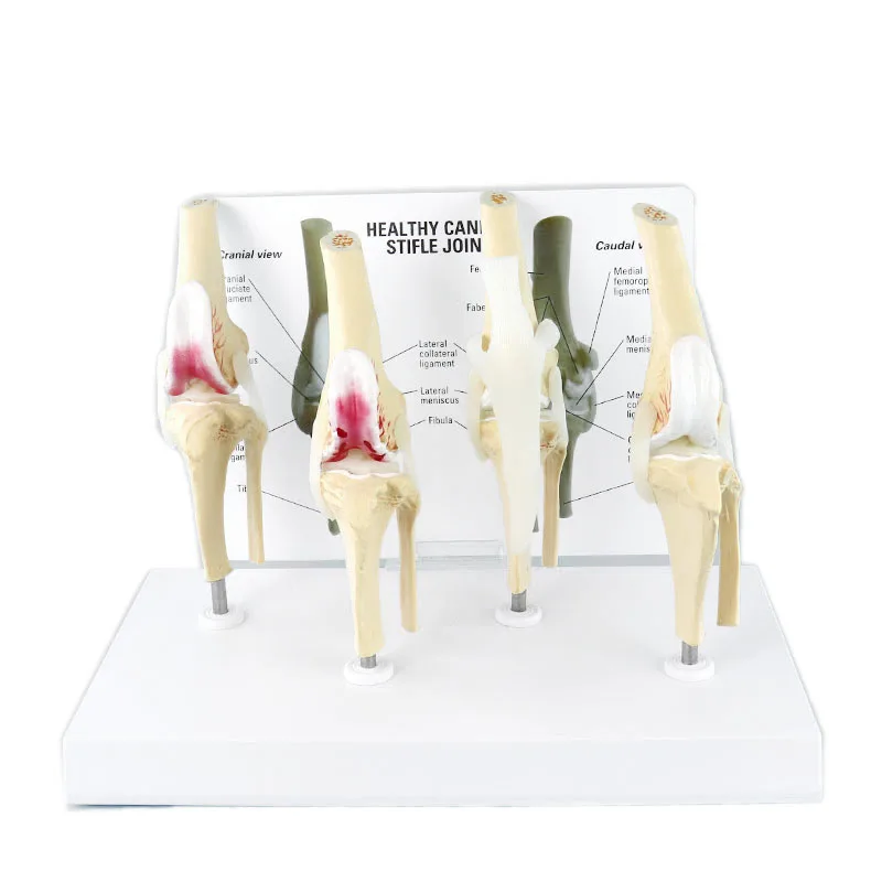 

Four Stage Canine Dog Knee Joint Model for Animal Teaching Demonstration