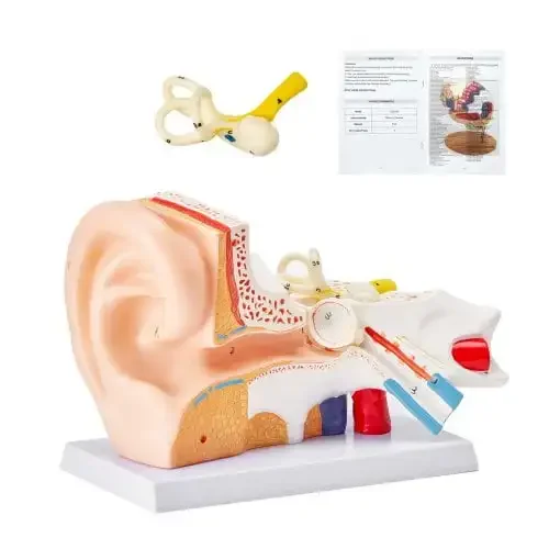 Modèle d'anatomie de l'oreille humaine, 3 parties, modèle d'oreille humaine agrandi 5 fois montrant l'oreille extérieure, du milieu et de l'intérieur avec base
