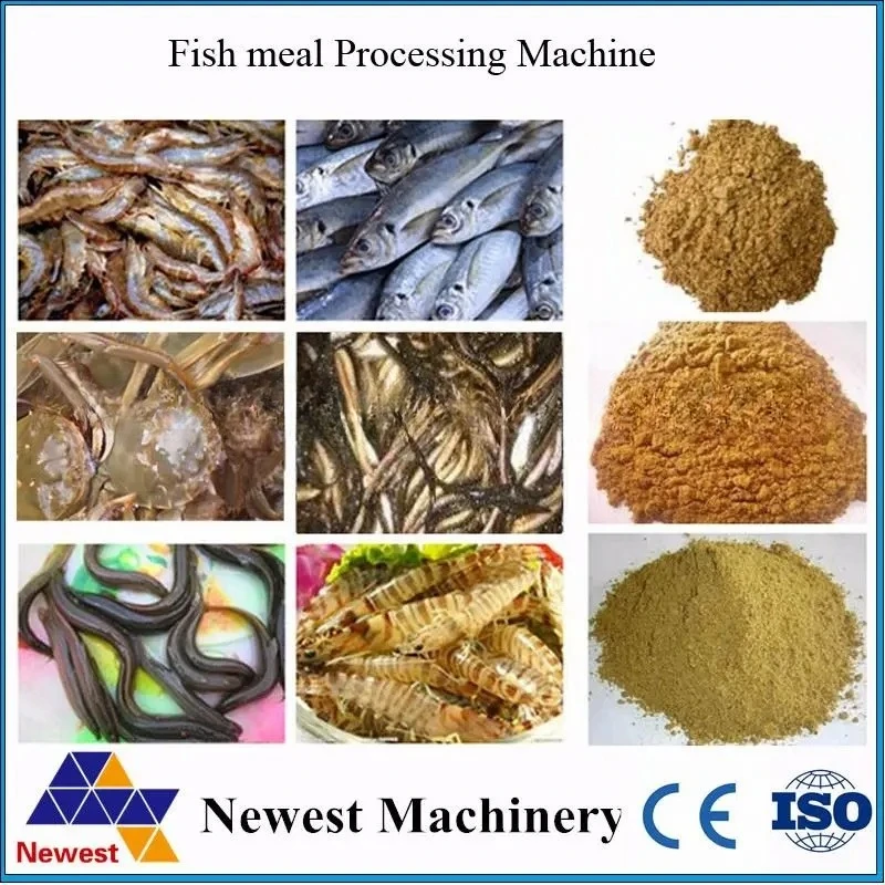 معدات تجهيز وجبات الأسماك 1000 كجم/ساعة/مصنع إنتاج وجبات الأسماك #6