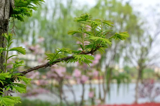 

137MM Tires Metal Beadlock Wheel Rim Rubber Tire for CROSS YK TRX4 SCX10 1/8 H8H Upgrade Parts Rc Crawler Car