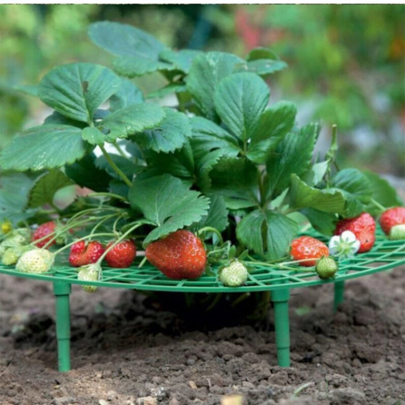 

Strawberry Plant Climbing Vine Frame Balcony Potted Vegetable Planting Horticultural Support