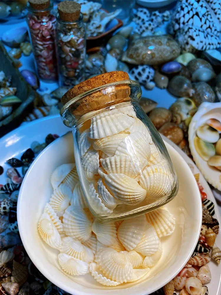 About 40 Pieces of 2-3 Cm Small Snow Shells in A Wishing Bottle. Shell and Conch Collection Specimens