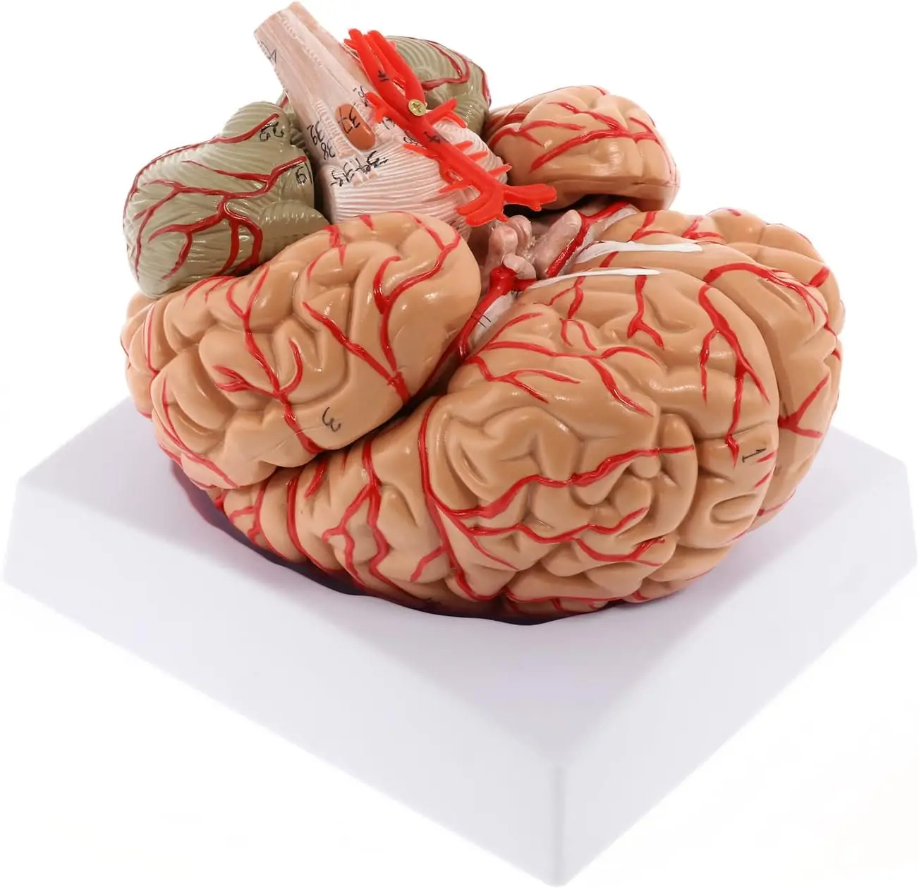 

Life Size Human Brain Model - 8-Part Anatomical Display with Color-Coded Arteries for Science Study