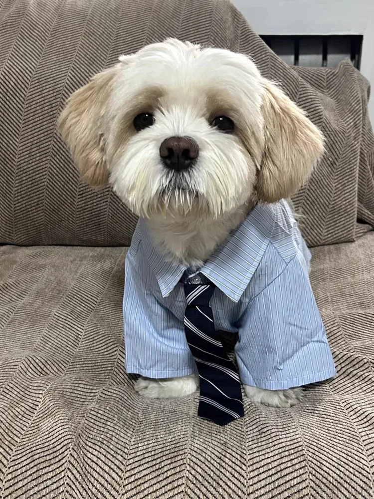 

British Gentleman Style Striped Pet Shirt with Tie - Formal Dog Outfit for Small Dogs Yorkie Chihuahua