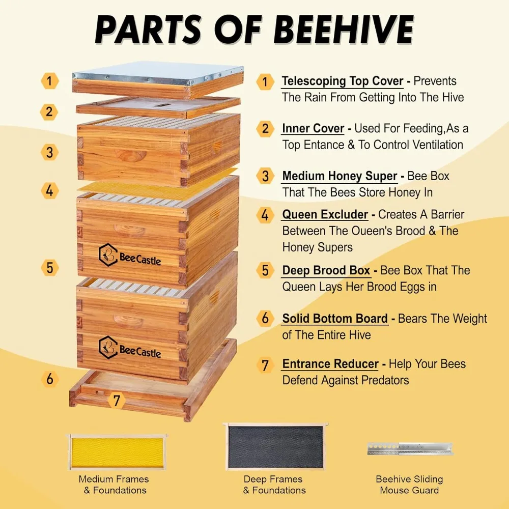 BeeCastle 10 إطارات Langstroth Bee Hive المطلي بشمع العسل تتضمن إطارات خلية النحل وأساس مشمع (صندوقين عميقين و1 متوسطة