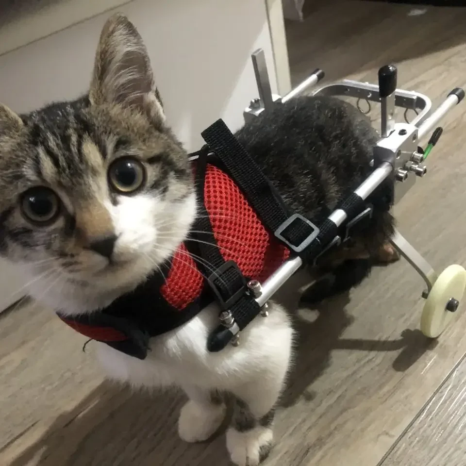 Cat specific wheelchair pet hind limb disability scooter spinal fracture rehabilitation training vehicle super lightweight