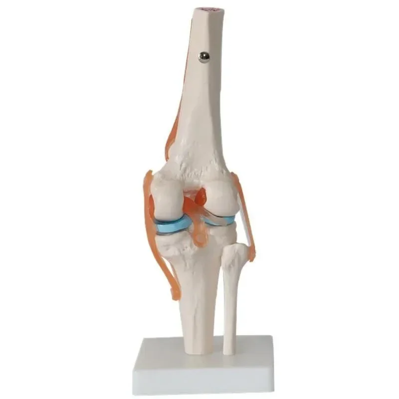 

1:1 Lifesize Human Knee Joint Anatomy Model Medical Science Teaching Resources Model