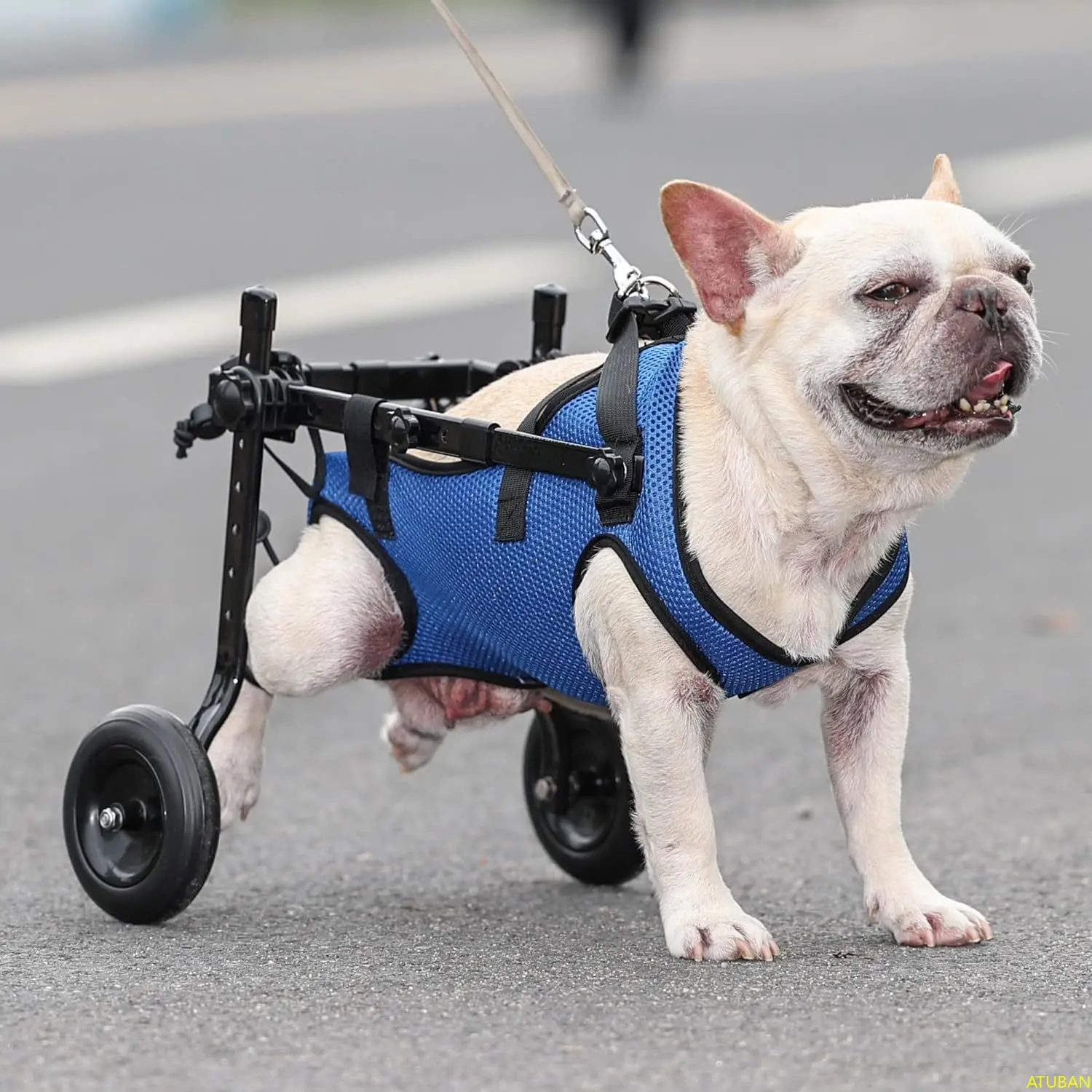 Atuban Kleine Hondenrolstoel, Verstelbare Hondenrolstoelen-Mobiliteitshulpmiddelen Voor Gehandicapte Huisdieren, Geschikt Voor Huisdieren Met Een