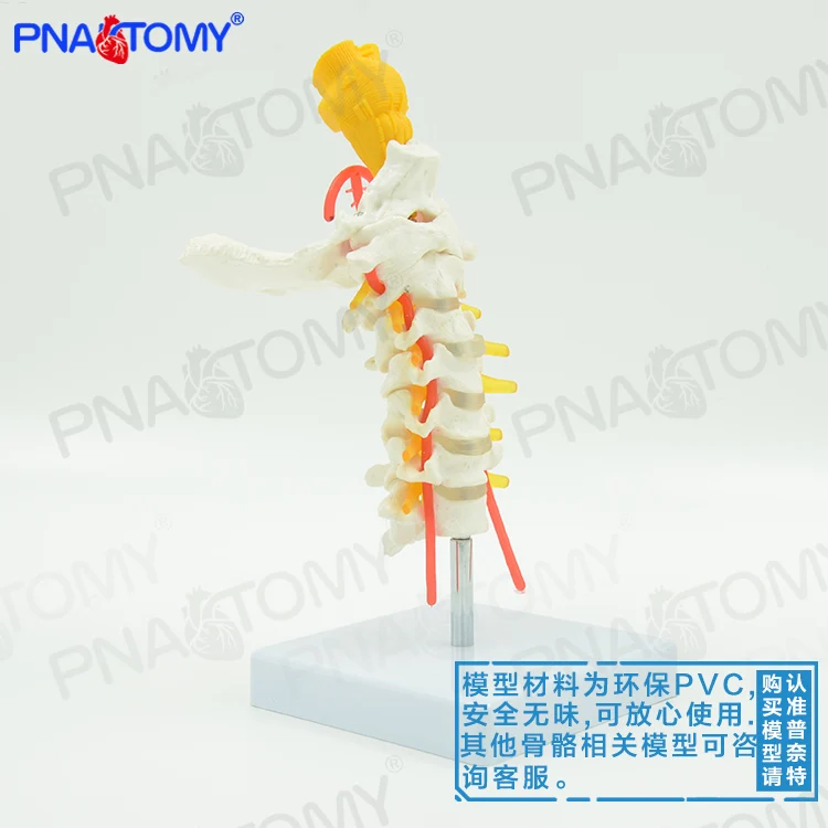 Human cervical spine, carotid artery, occipital bone Intervertebral Disc Brain Stem Skeleton Model