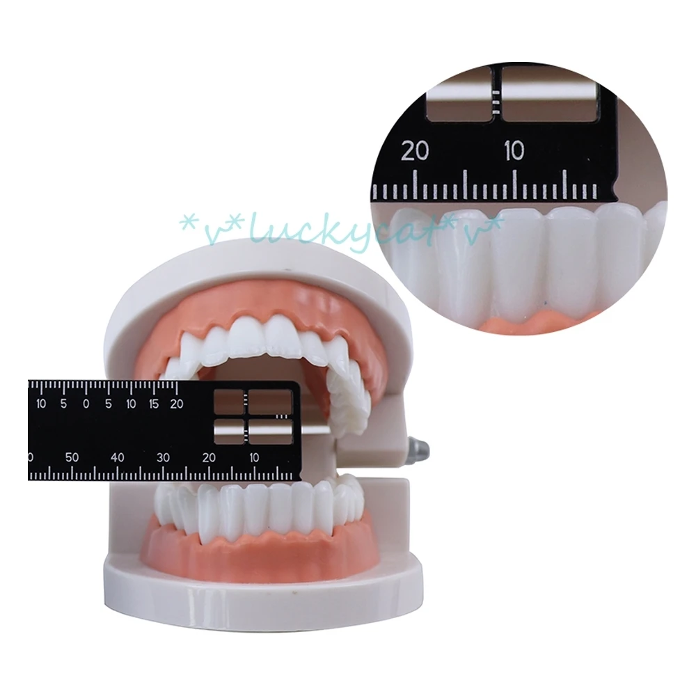 1Pcs new durable Dental Plastic Precision Measuring Ruler Medical Tool For Photography and Dentistry item dental tool