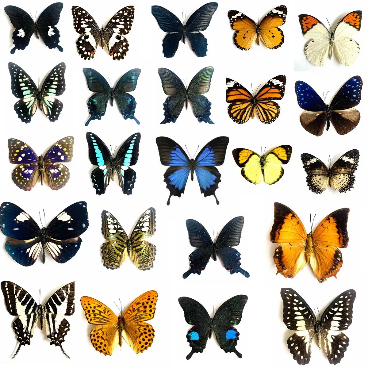 Especímenes de mariposas naturales reales para pasatiempos, marco de fotos DIY, pegatina de pared para el hogar, decoración moderna para el hogar, 1, 5, 10, 20, 50 piezas