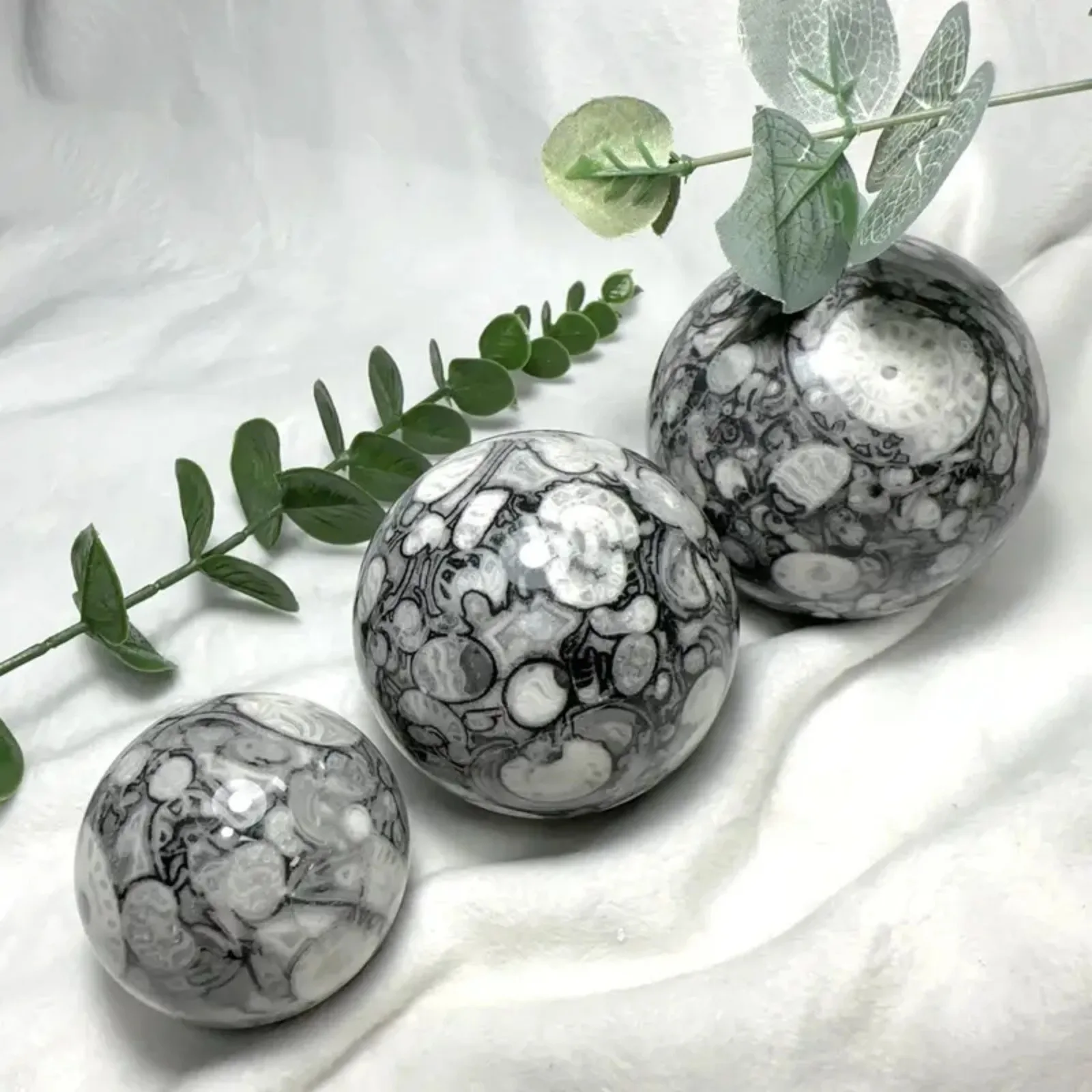 1pc Polished Black & White Shell Fossil Sphere - Thousand Eyes Stone Sphere Quartz Polished Sphere