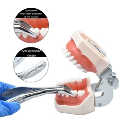 Pince à extraction dentaire pour enfants, outil dentaire orthodontique, générateurs de dentistes, racine résiduelle, dent à feuilles caduques