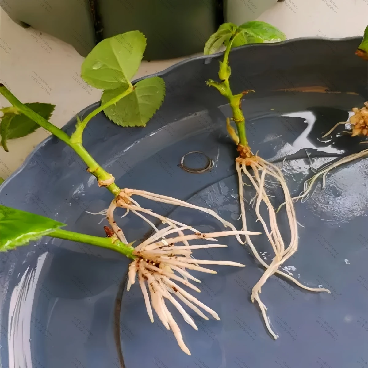 LOLO 10Gram-1KG 98% IBA-K قابل للذوبان في الماء IBA C12H12KNO2 جودة عالية شحن مجاني بسعر منخفض #4