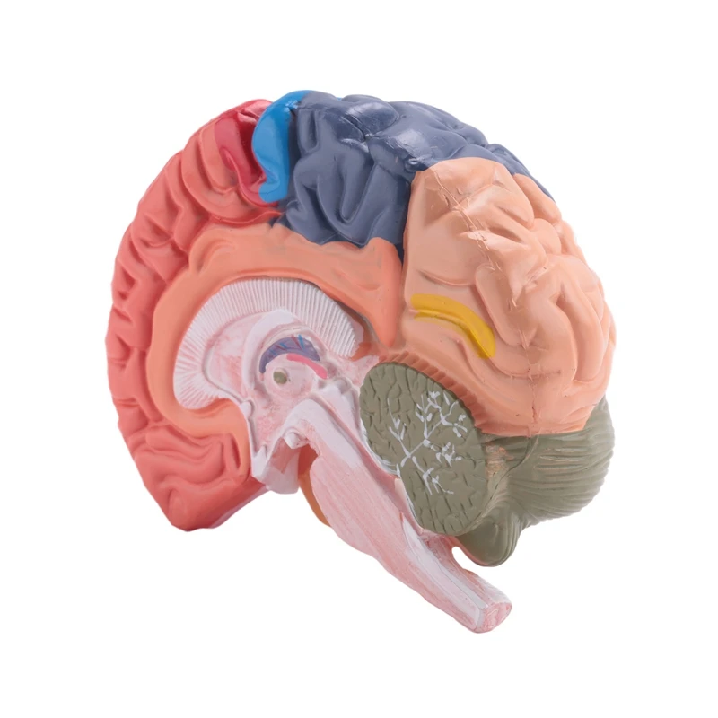 Human Brain Model Anatomy With Colored And Labeled Regions, 2-Part Human Brain Model Disassembled - Includes Base