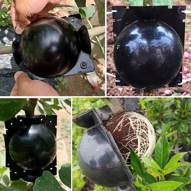 10-100PCS Anlage Verwurzelung Ball Pfropfen Verwurzelung Box Zucht Fall Hochdruck Anlage Wurzel Wachsen Box Für Garten pflanzen Versorgung – Detail 2