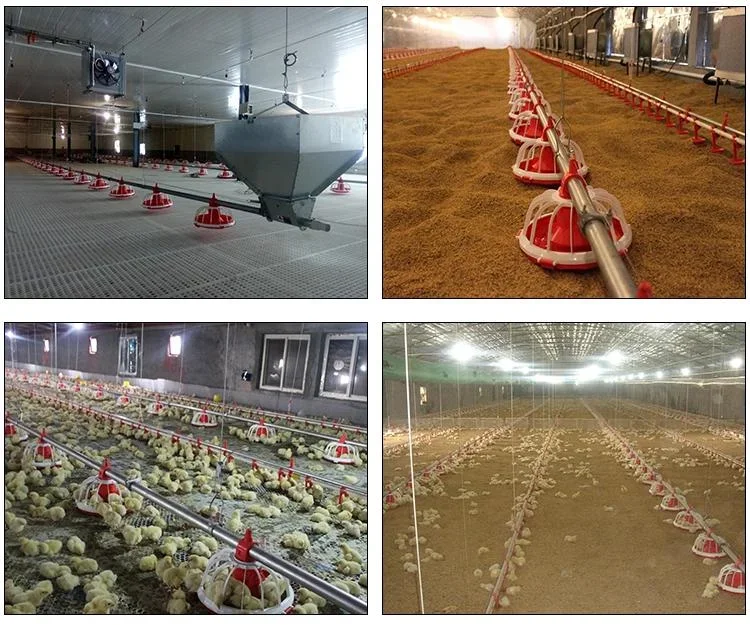 Automatic Chicken Drinking And Feeding System For Chicken Poultry Farming Equipment