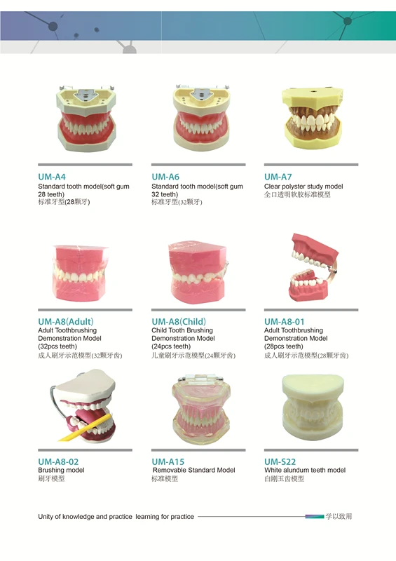 12PC/Set Dental Model Show the Producing Steps of the Holostomato