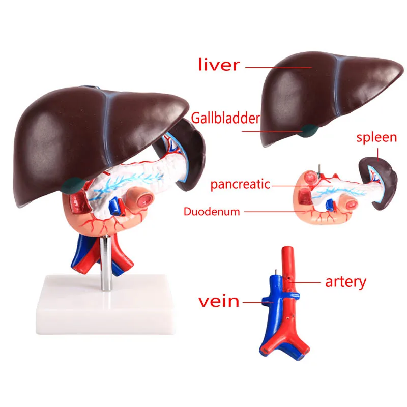 

Natural proportions Hepatopancreas duodenum model Human visceral digestive system anatomy Liver model Teaching aids