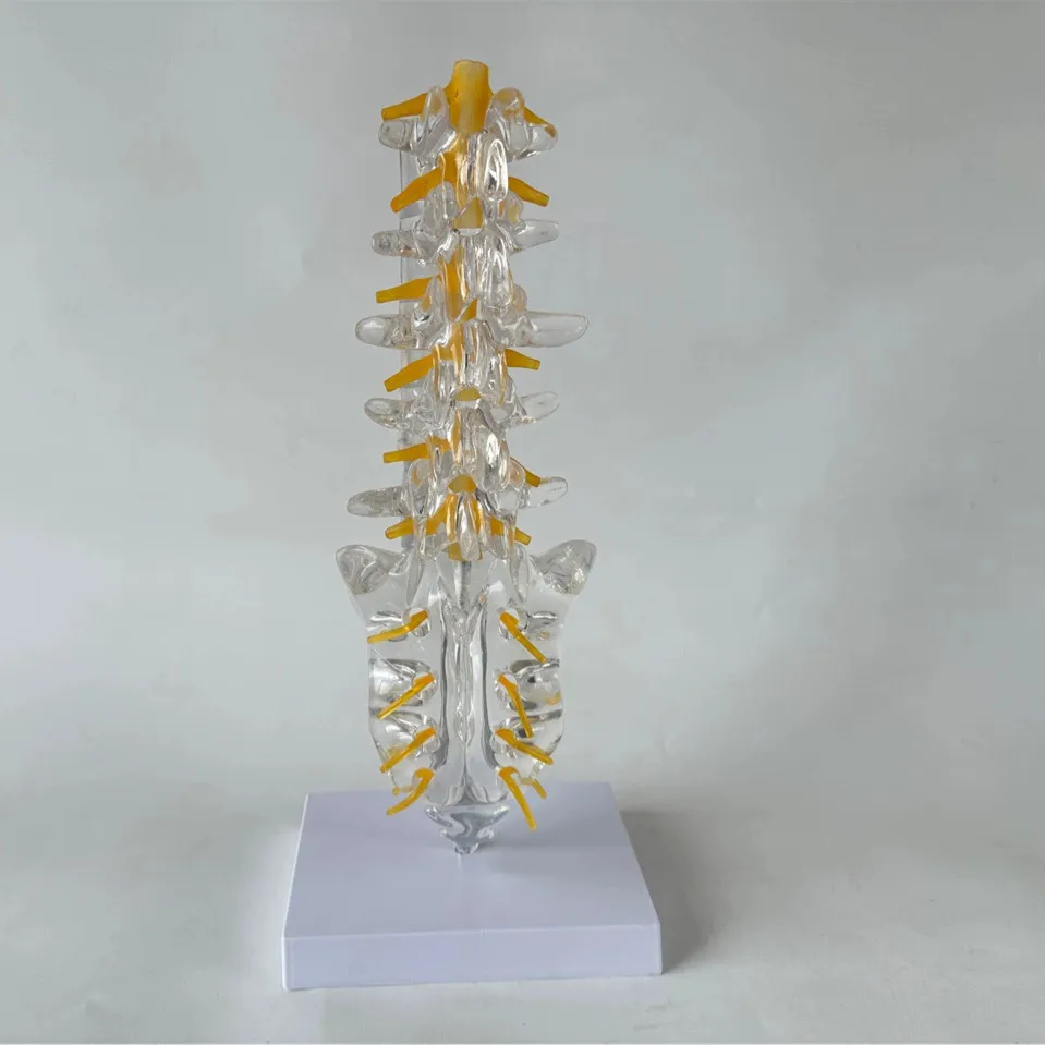 modello-di-coccyx-della-colonna-vertebrale-lombare-trasparente-umana-della-scienza-medica-modello-umano-dell'osso-del-pvc