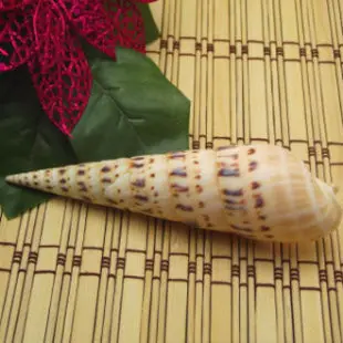 Natural Elegant Large Trumpet Shell (Cassis Cornutus) Ornament, Ideal for Home Decor, Aquarium Scaping, Floor & Wall-Mounted Dis