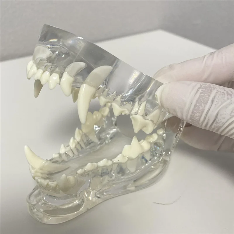 

NEW-Tooth Anatomy Model Animal Oral Jaw For Veterinary Office Educational Tool