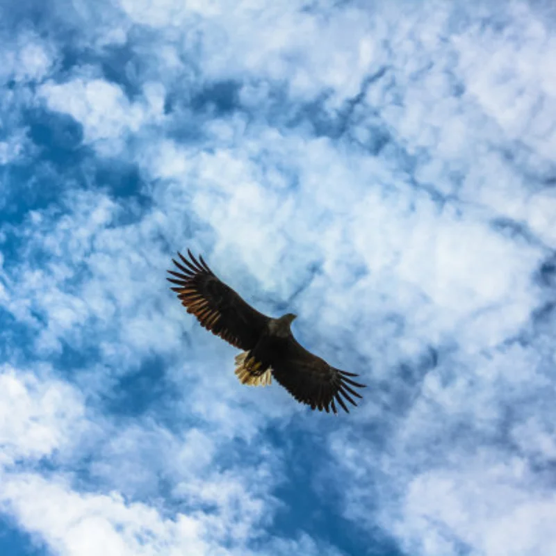 

4 шт. 50 мм резиновая шина для SG1603 SG1604 SG1605 UDIRC UD1601 UD1602 UD1603 UD1604 1/16 детали для обновления радиоуправляемого автомобиля