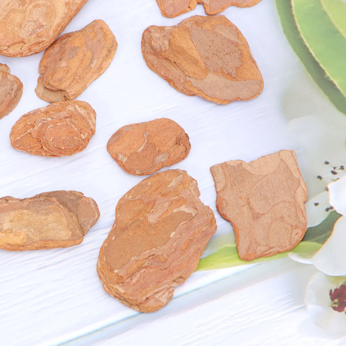 

1Pack Reptile Bark Pad Natural Pine Wood Box Cushion Decoration Turtle Lizard Gecko Habitat Reptile Tank Background