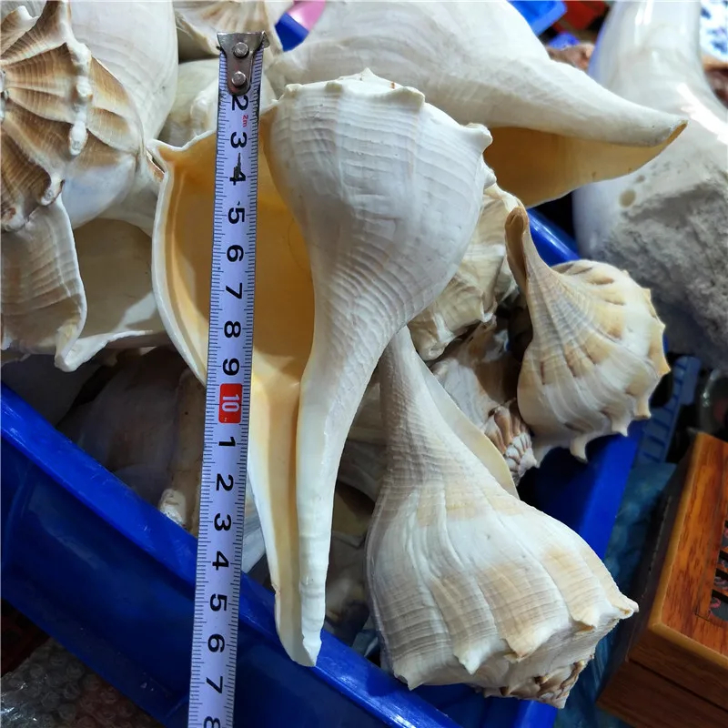 Conch Shell for Fish Tank Landscaping, Conch Whistle, Window Decorations, 15-22cm