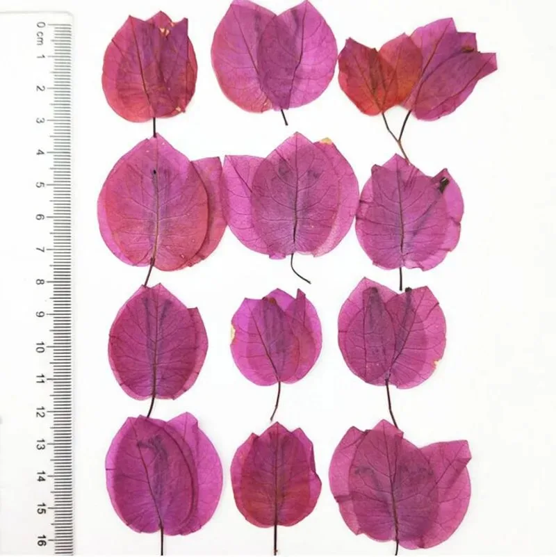 120pcs Pressed Dried  Bougainvillea Glabra Plants Herbarium For Jewelry iPhone Phone Case Photo Frame DIY Making Accessories