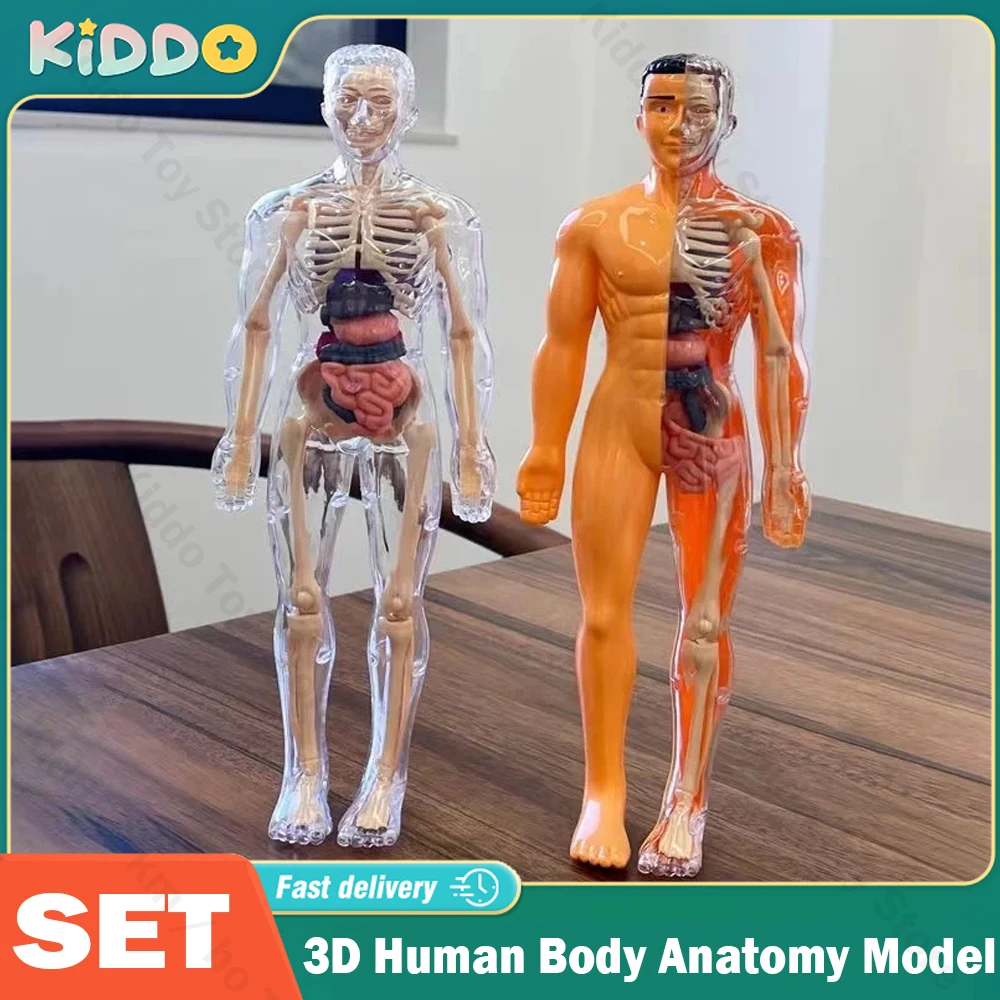 3D Human Body Torso Model for Kid Anatomy Skeleton Removable Simulation Organ and Skeleton Detachable Bone Body Education Models