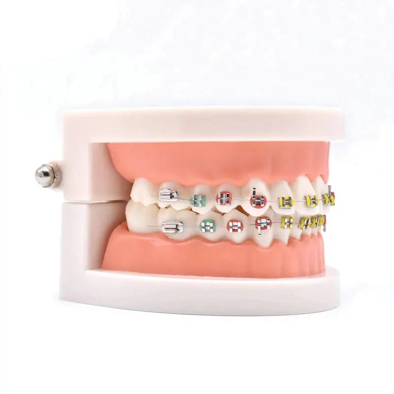 Dental Teeth Model Teach Study Standard Typodont Demonstration Teeth Model With Bracket