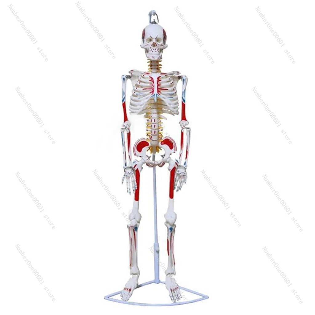 

85cm Human Body Muscles, Starting and Ending Points, Bendable and Detachable, Neural Skeleton