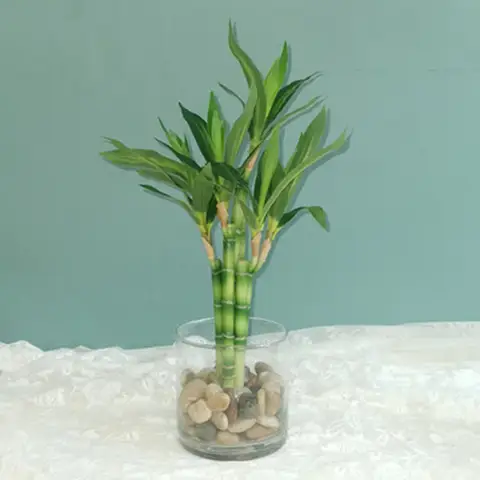 Nuevo 40cm rFtificial Lucky Bamboo suculenta planta falsa flor verde en maceta jardín mesa de comedor al aire libre pecera decoración del hogar