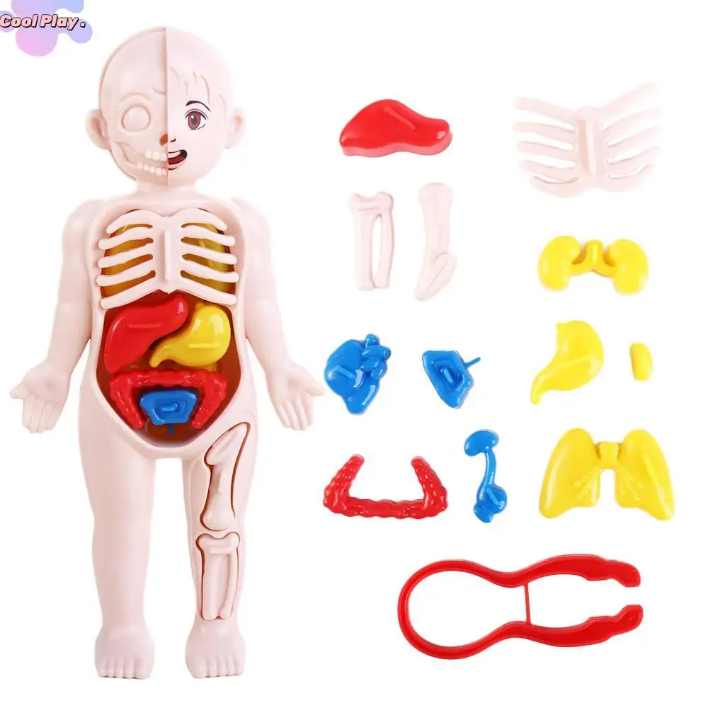 

Human Organ Figures Assembled Toy Anatomy Toys Human Body Model Human Organ Model Human Body Organ Model Human Body Anatomy Toy