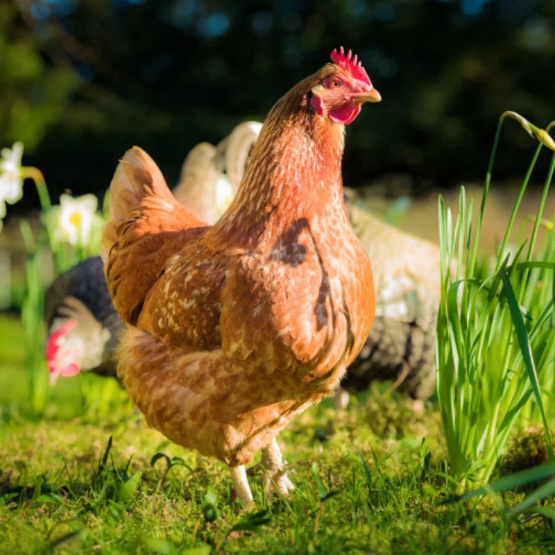 

4pcs 95mm Metal 1.9" Deep Dish Beadlock Wheel Rim Tire Set for 1/10 RC Crawler Car MJX H12Y R260