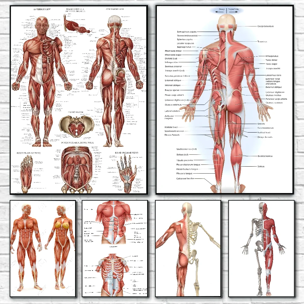 

h- Human a-Anatomy m-Muscle s-System Poster Self-adhesive Art Waterproof Paper Sticker Coffee House Bar Room Wall Decor