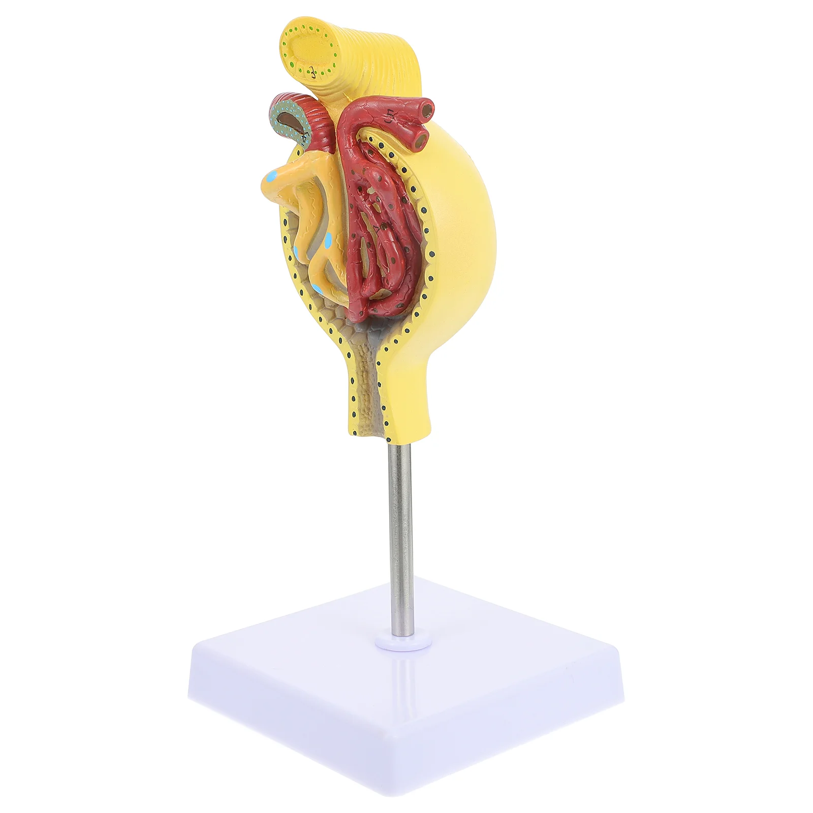 Kidney Anatomy Model Glomerular Models Anatomical Glomerulus Tool with Base Child
