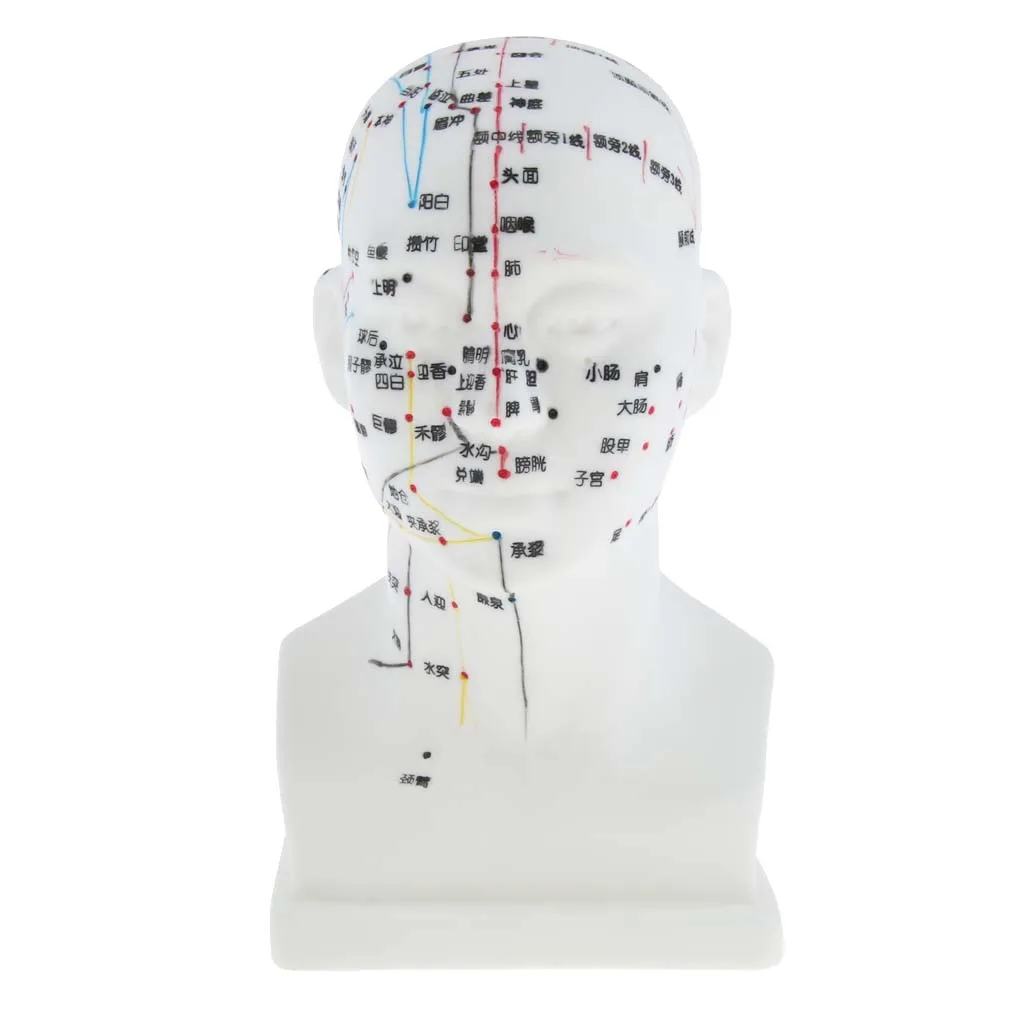 Acupuncture Teaching Studying Model Hard PVC Human Head Set for Massage Demonstration and Practice