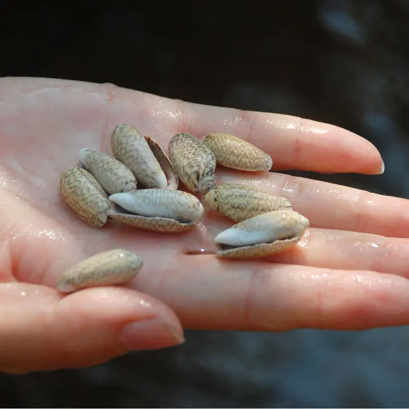 2-3 سنتيمتر البحر الطبيعي قذيفة DIY بها بنفسك مجوهرات الحرفية حلم الماسك ملحق المحيط تحت عنوان المواد كونوس المجوس و Buccinum Undatum البني