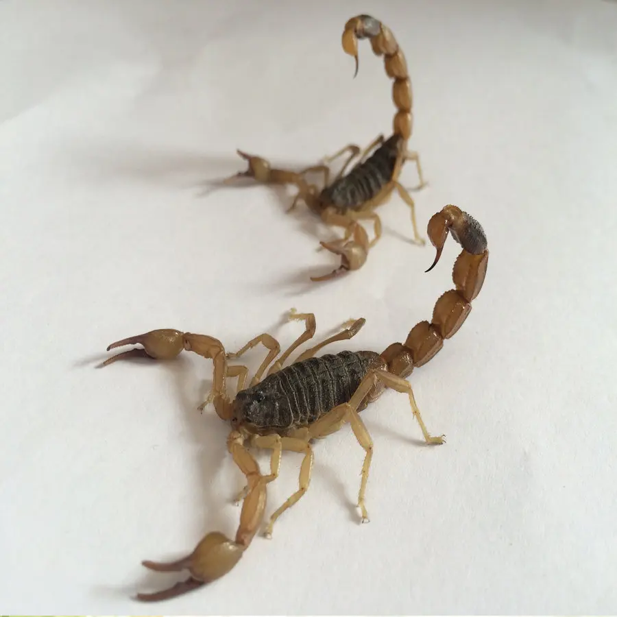 Real Scorpion Specimen Insect DIY Crafts Home Decoration Teaching Relationship Home Decor