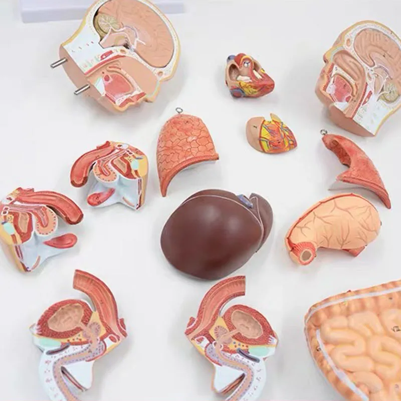 45cm Medical Human Torso Model 16 Parts Anatomy Body Bisexual Anatomical Models Assembled Science Educational