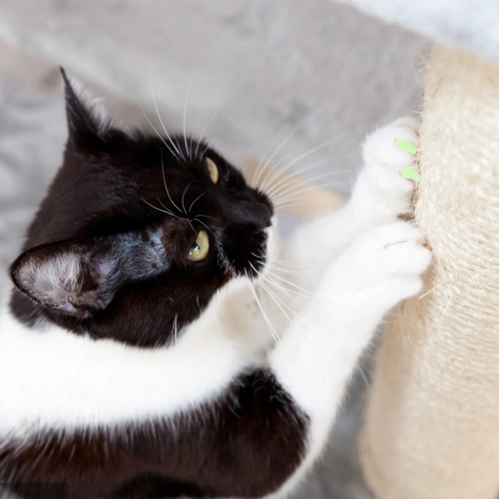 

10 set Pet Caps Cat Nail Covers Silicone Anti-Scratch Protector For Cats Colored Nail Covers For Daily Use Claw Cover