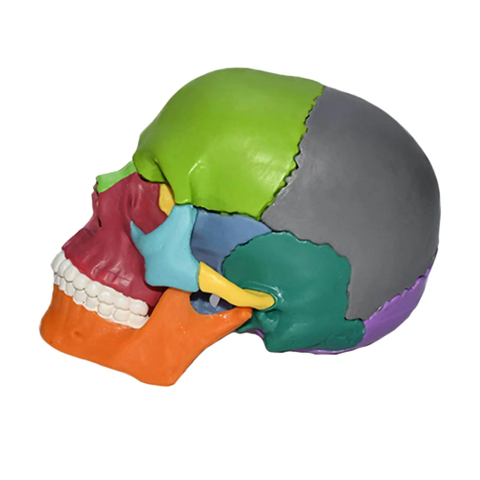 Exploded Model Children Kids Educational Toy Teaching Skeleton Head