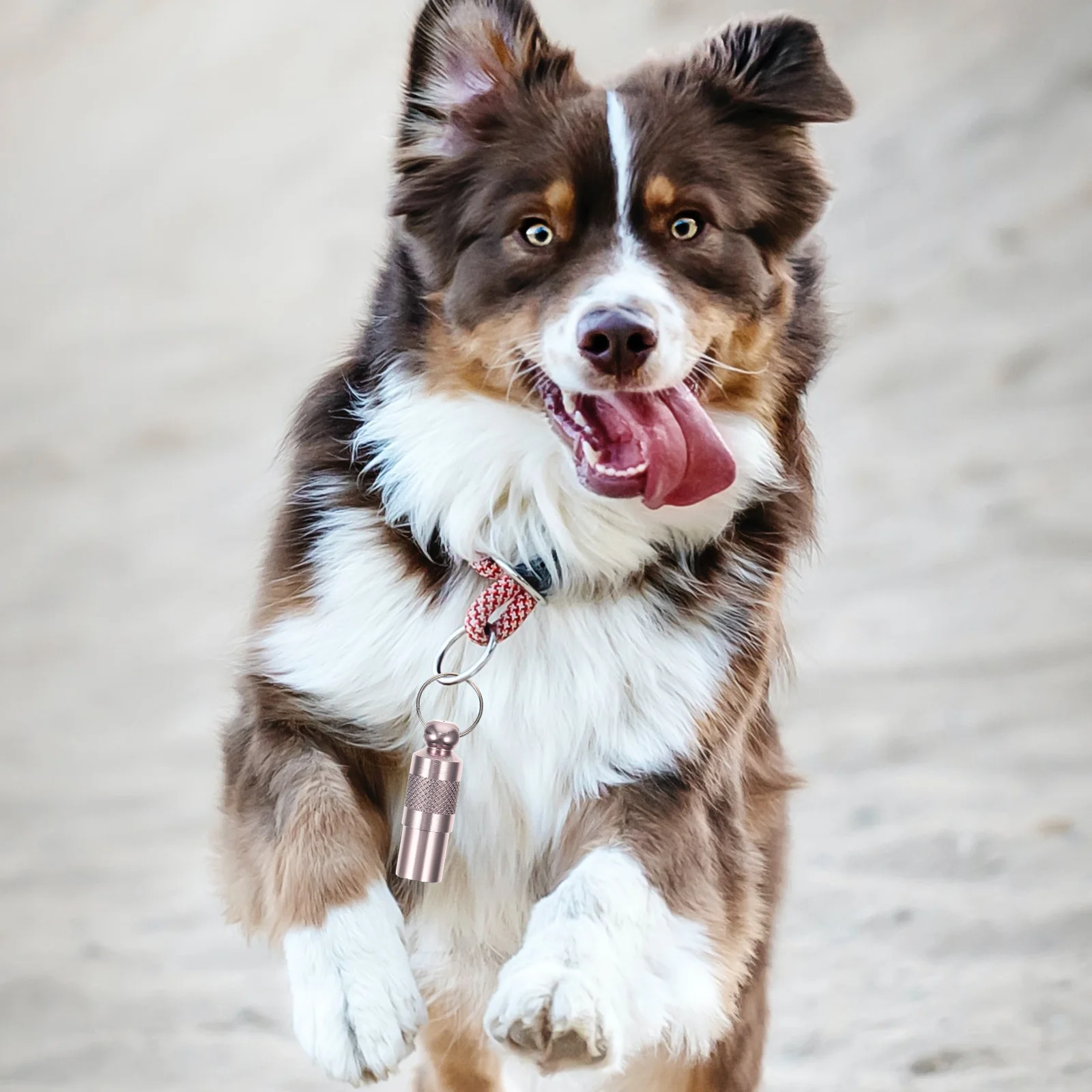 

6Pcs Dog Id Tag Anti Lost Pet Name Tag Corrosion Resistant Aluminum Tube for Cat Puppy Collar Accessory Personalized Dog Tags