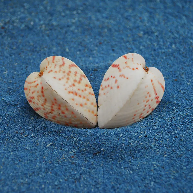 Natural Corculum Cardissa Shell - 3D Heart Shaped Clam, Couples Gift, DIY Seashell Craft, Collector's Marine Specimen, Romantic