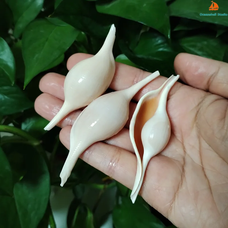 2 PC Natural Shuttle Volva Shells Ovulidae Ovula Snail for Home Decorations Beach Theme Party Fish Tank Vase Filler DIY Jewelry