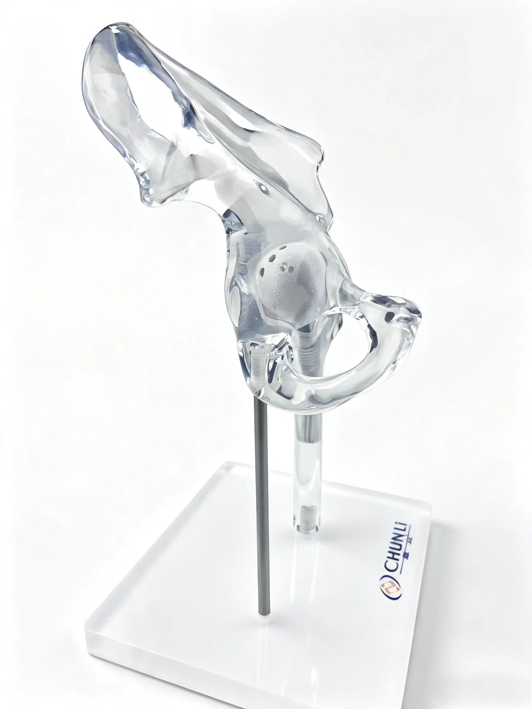 Transparent Hip Joint Model 3